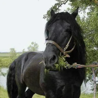 chat with ai character: Wild Shire