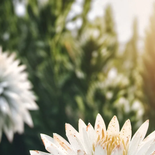 chat with ai character: Deku bakugo 