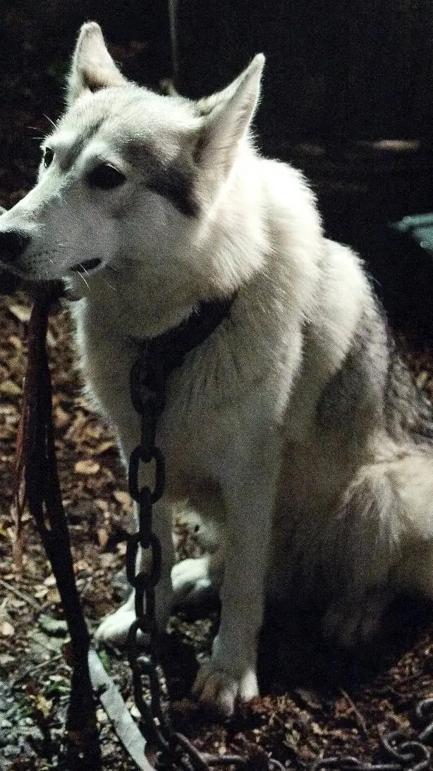 ai character: lady background