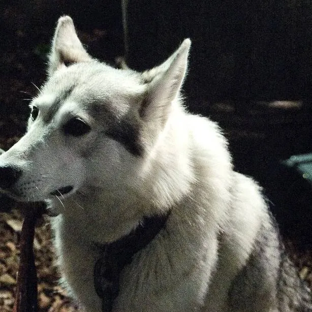 chat with ai character: lady