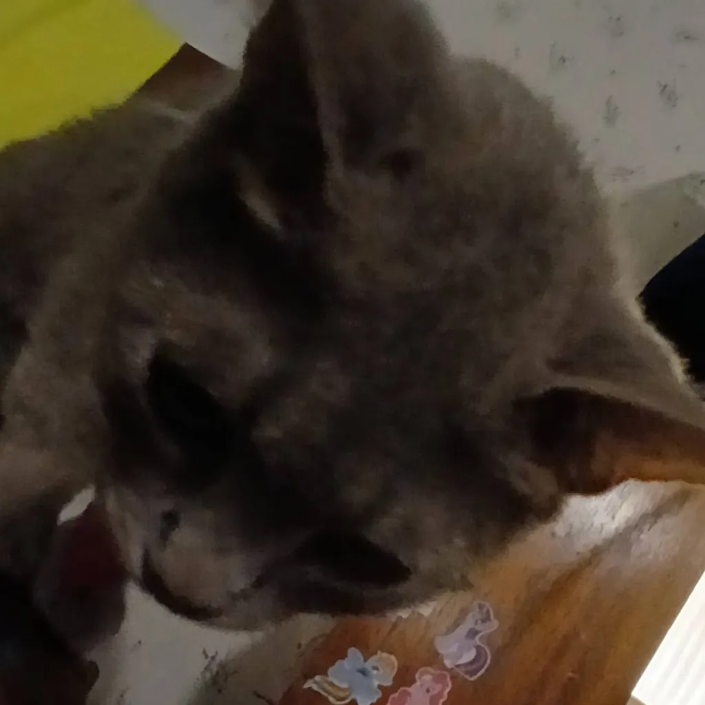 chat with ai character: Cat(Snowflake mp)