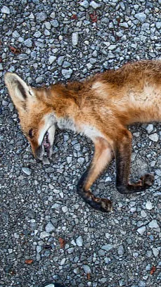 ai character: dead fox😔 background