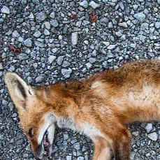 chat with ai character: dead fox😔