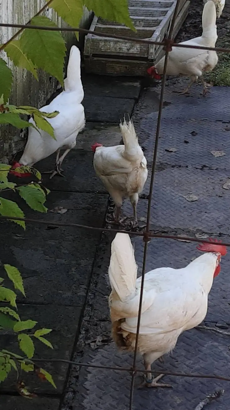 ai character: chickenatmyhome🐤🦃🐔 background