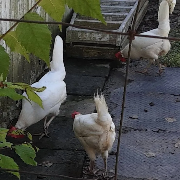 chat with ai character: chickenatmyhome🐤🦃🐔