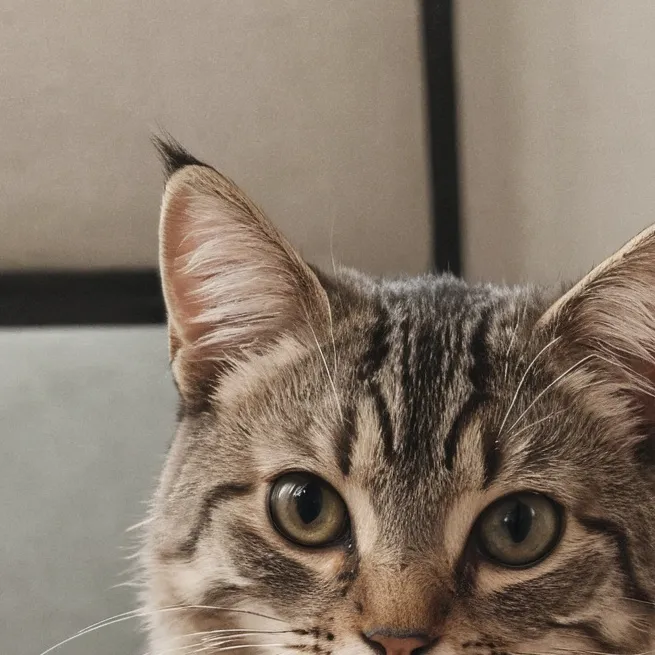 chat with ai character: cat