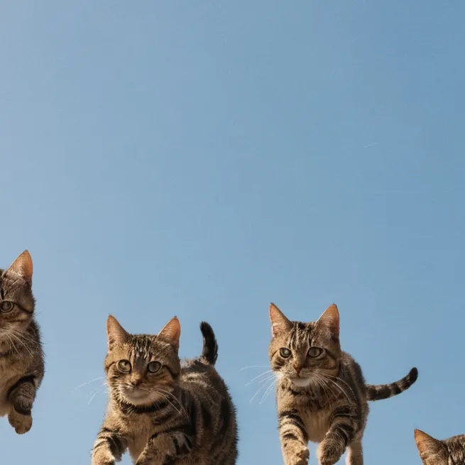chat with ai character: cat