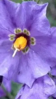 ai character: Starlight background