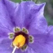 chat with ai character: Starlight