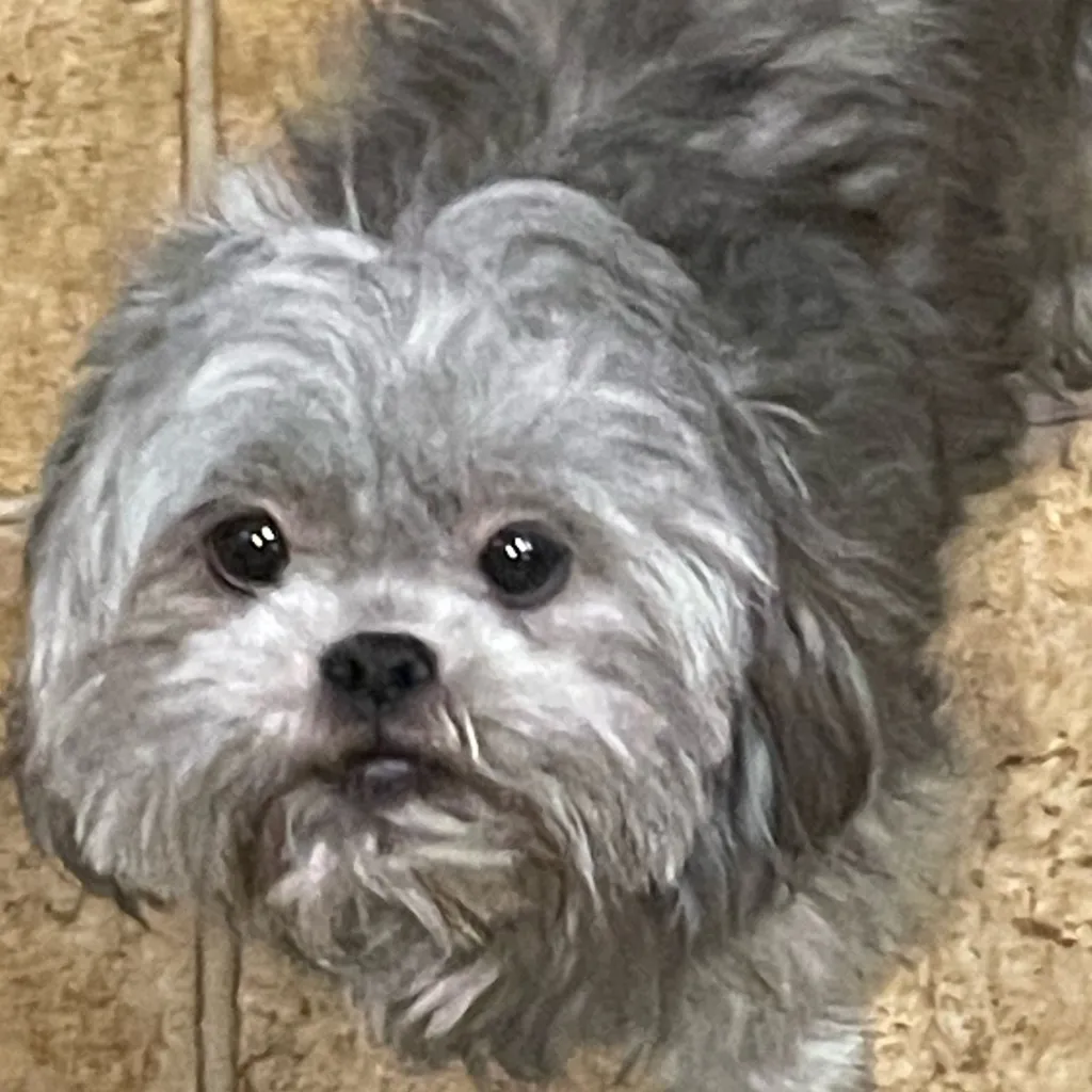 chat with ai character: Breezy