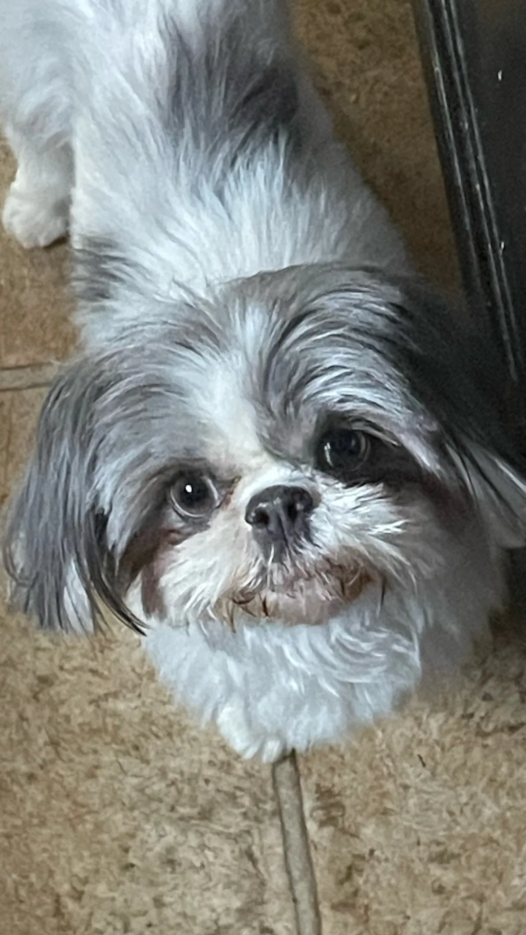 ai character: Jazzy(Monster) background