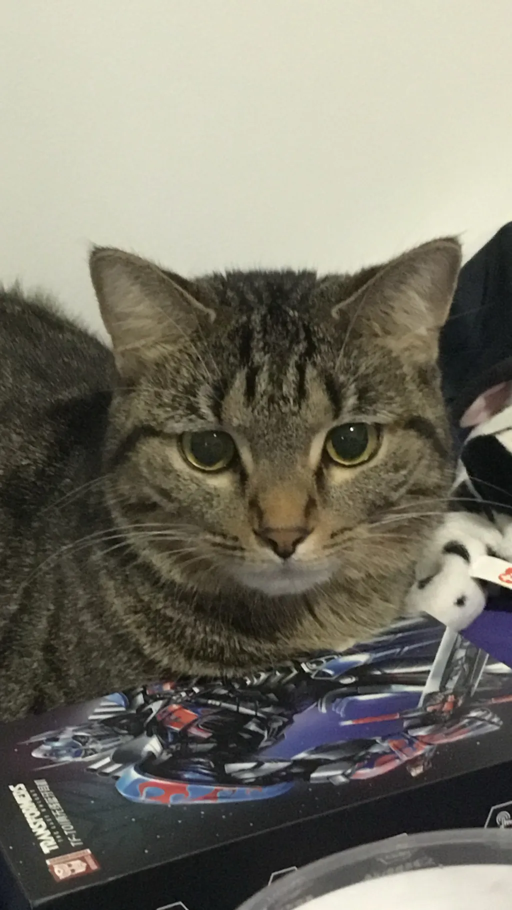 ai character: My cat background