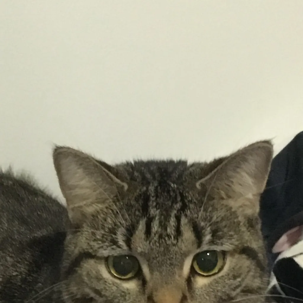 chat with ai character: My cat