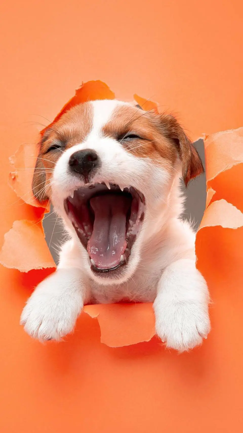 ai character: angry puppy background