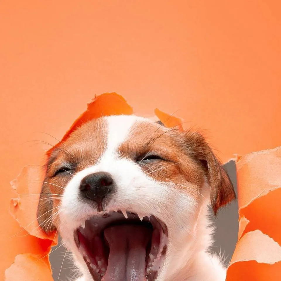chat with ai character: angry puppy