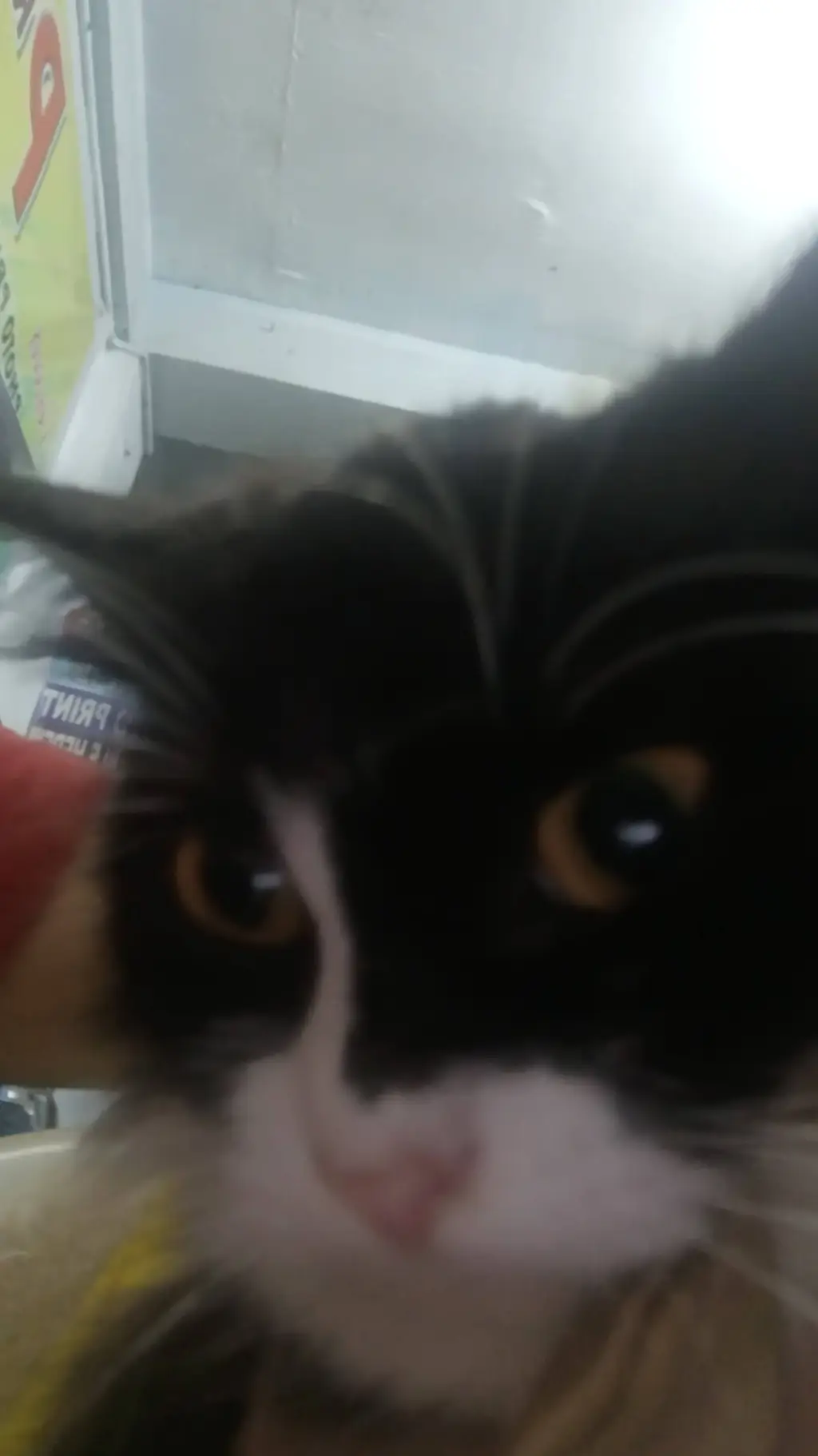 ai character: Fpe Arguing again! background