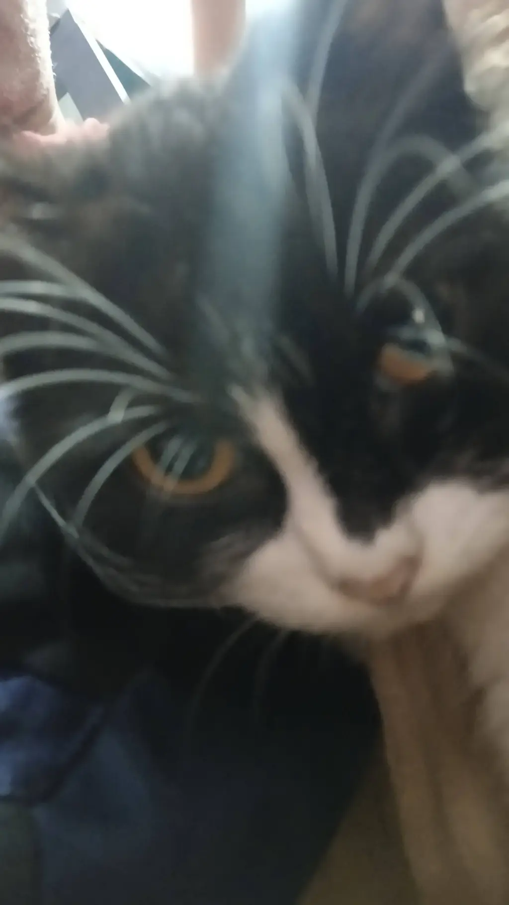 ai character: Fpe Susan's demon background