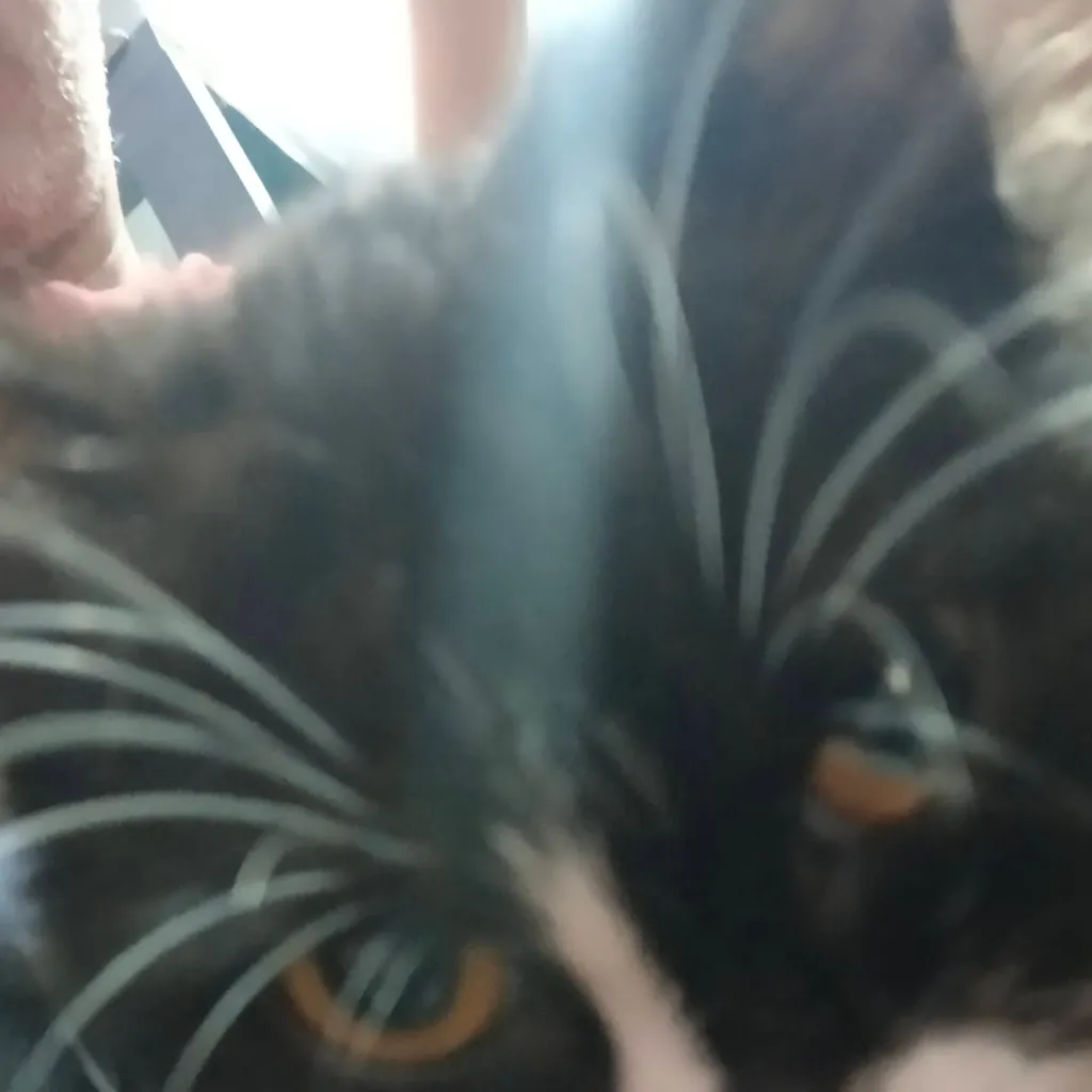 chat with ai character: Fpe Susan's demon