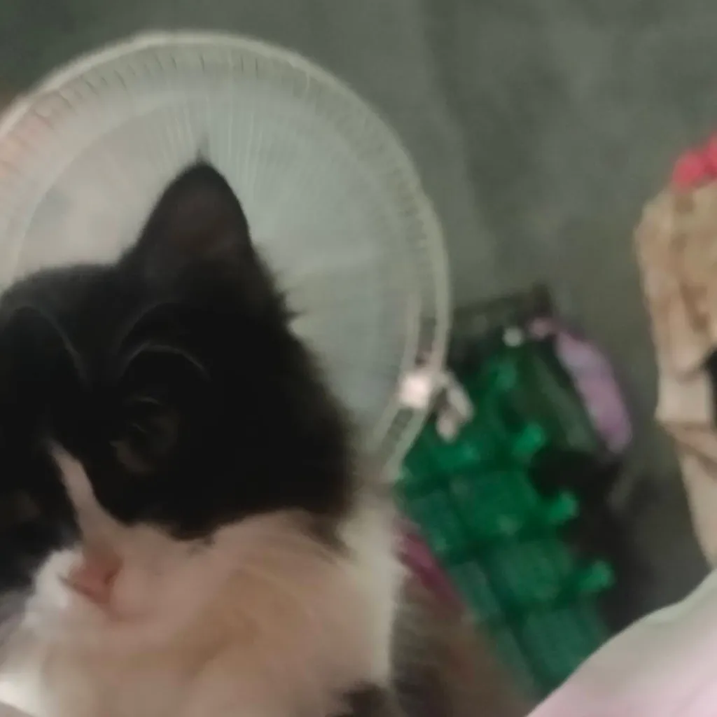 chat with ai character: Fpe picks me girl.