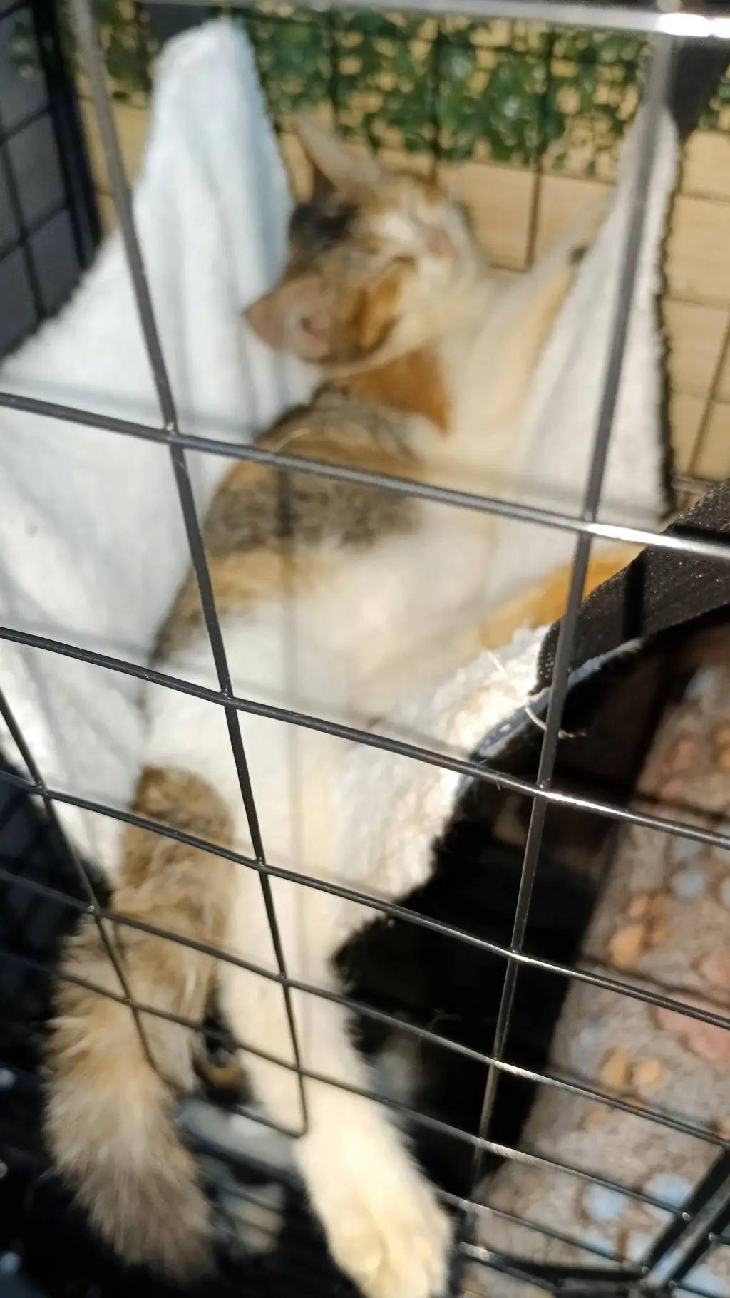 ai character: Fpe vs Wednesday  background