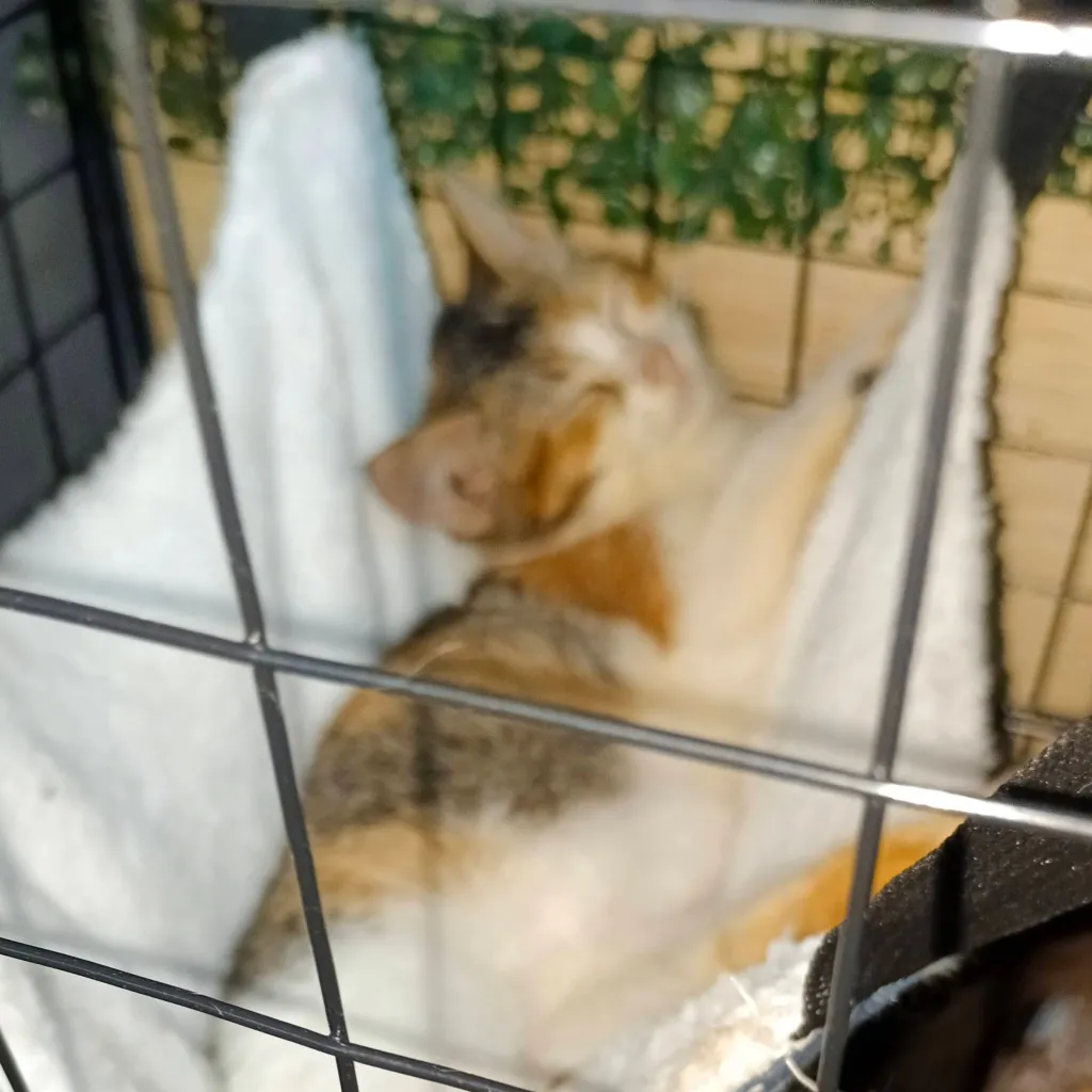 chat with ai character: Fpe vs Wednesday 