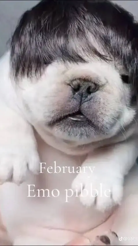 ai character: pibble  background