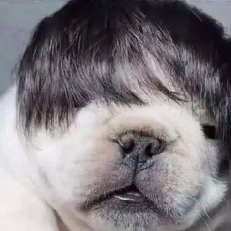 chat with ai character: pibble 