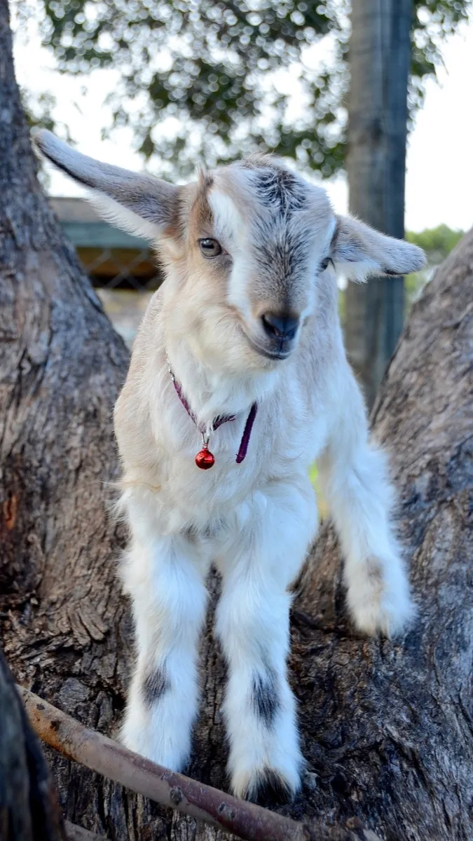 Talkie AI - Chat with Baby Goat