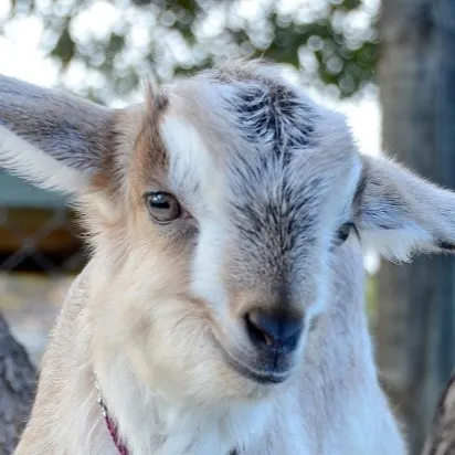 chat with ai character: Baby Goat