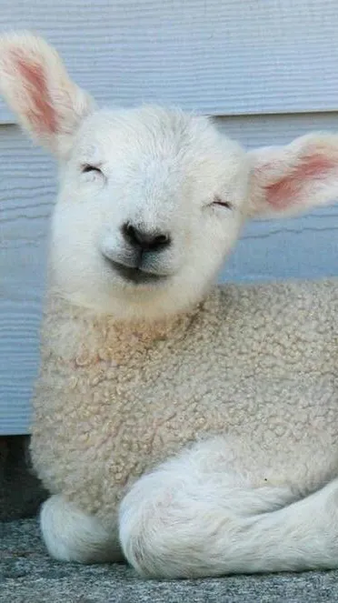 Talkie AI - Chat with Lamb