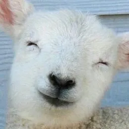 chat with ai character: Lamb