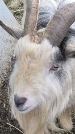 ai character: Billy Goat background
