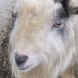 chat with ai character: Billy Goat