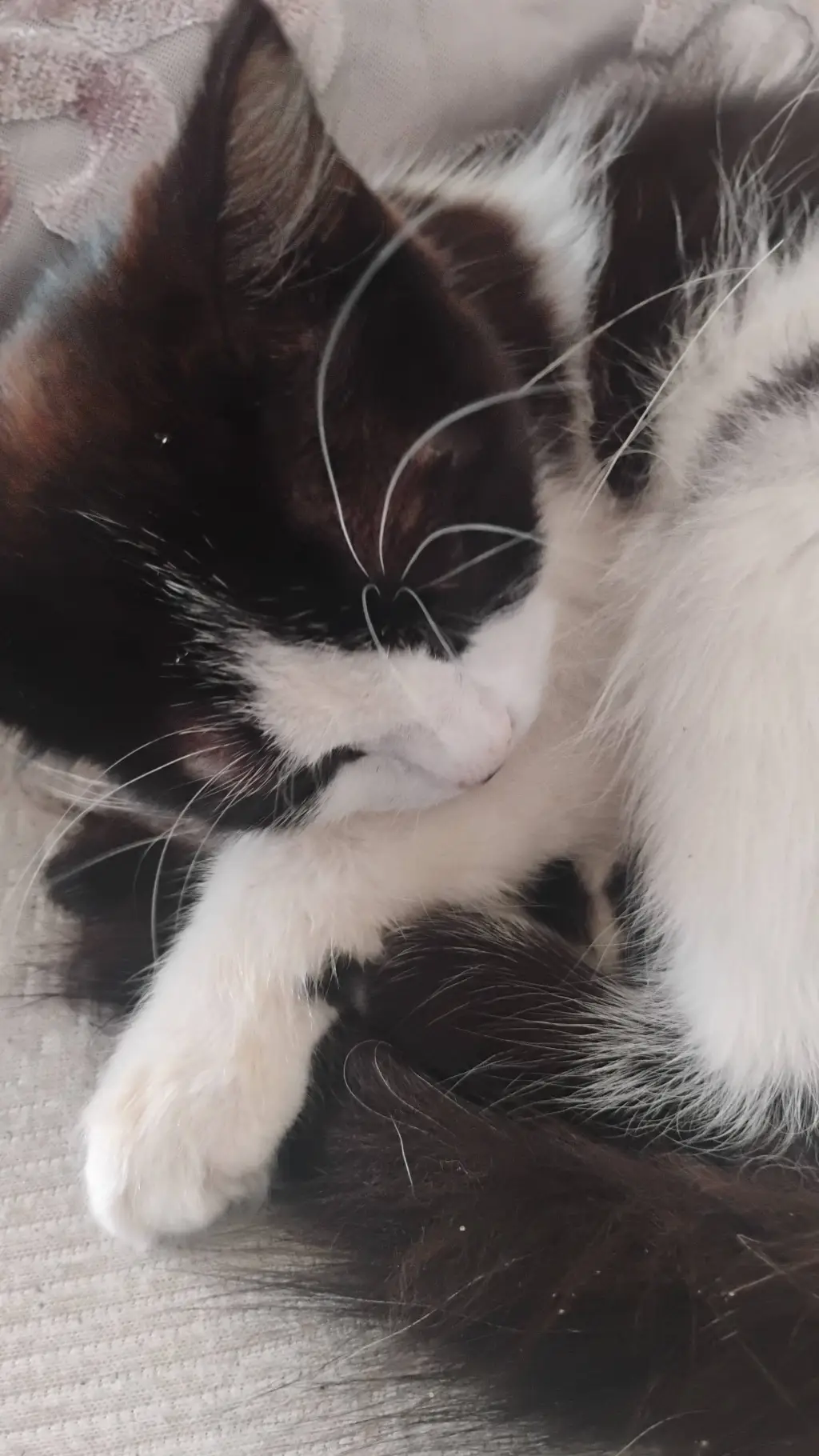 ai character: my cat background