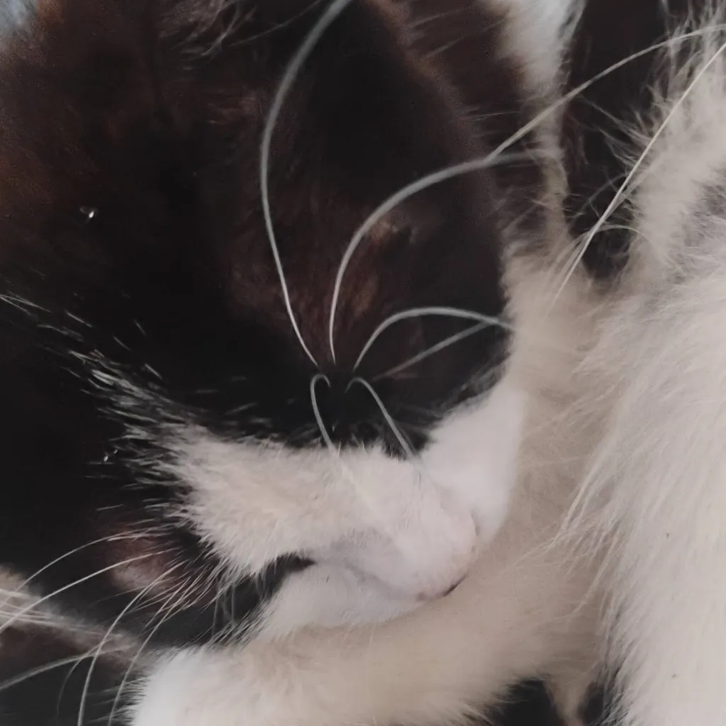 chat with ai character: my cat