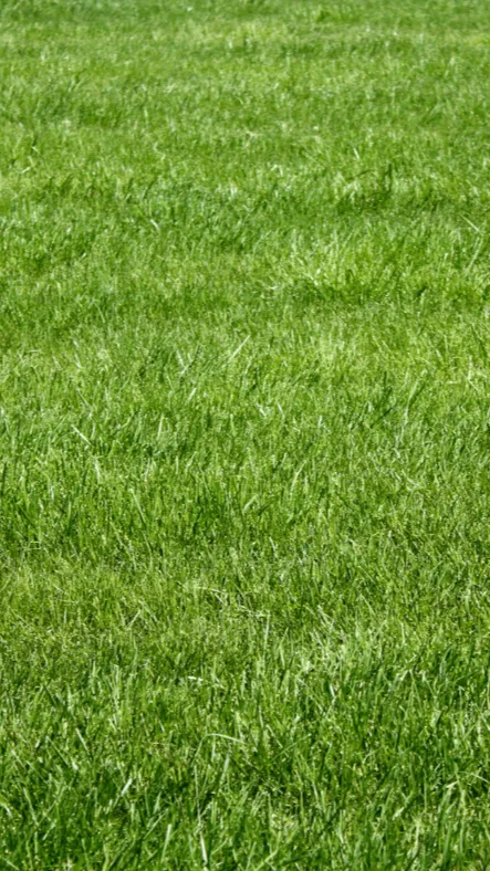 ai character: Touch grass bro background