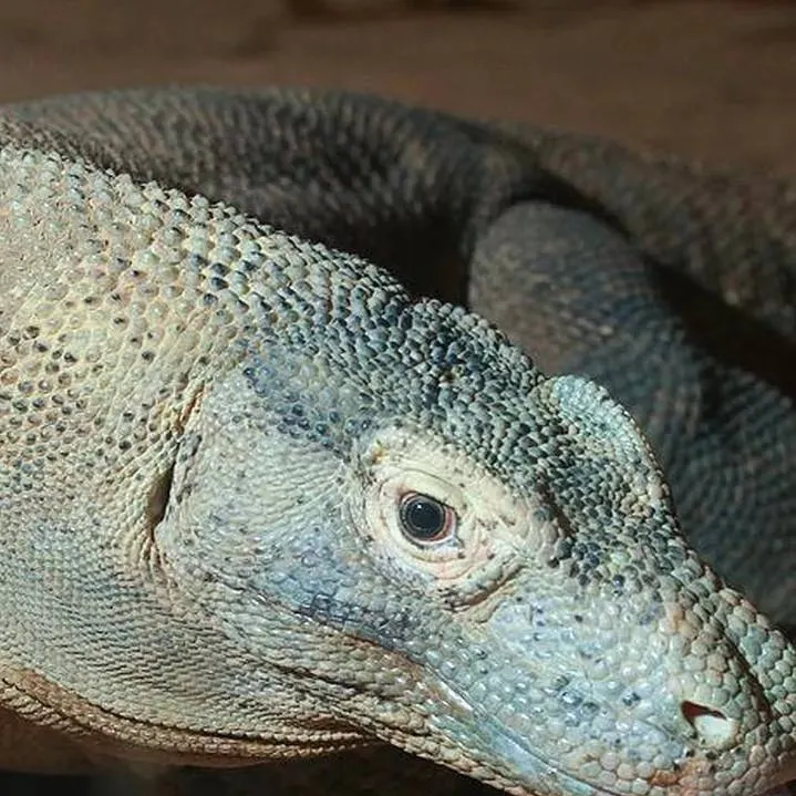 chat with ai character: komdo dragon