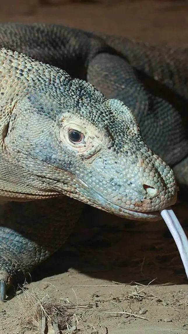 ai character: komodo dragon grou background