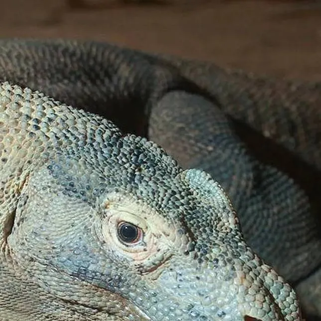 chat with ai character: komodo dragon grou