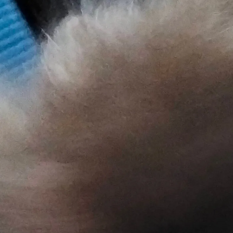 chat with ai character: pick me dandy word