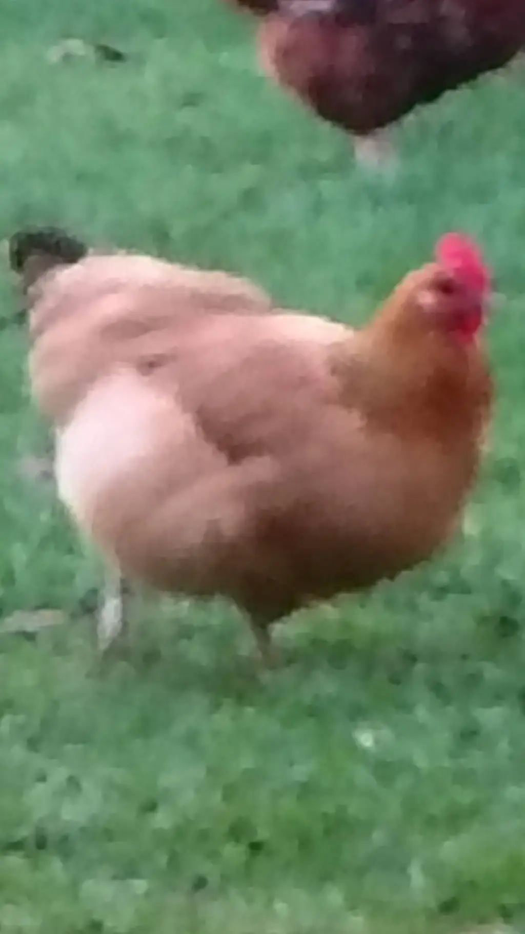 ai character: chicken  background
