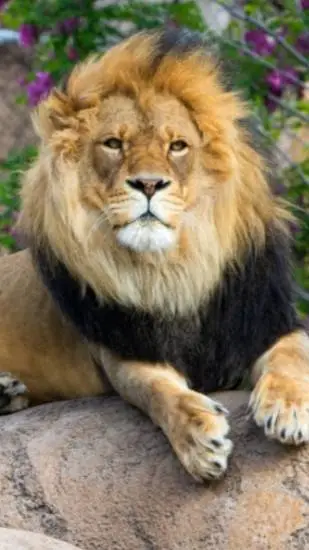 ai character: a Popular Zoo background
