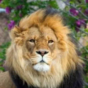 chat with ai character: a Popular Zoo