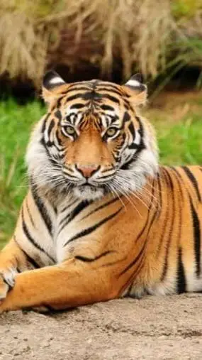 ai character: Super Popular Zoo background