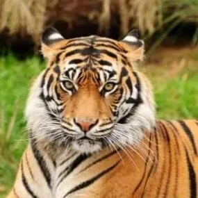 chat with ai character: Super Popular Zoo
