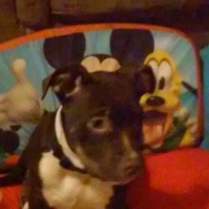 chat with ai character: Beans the dog