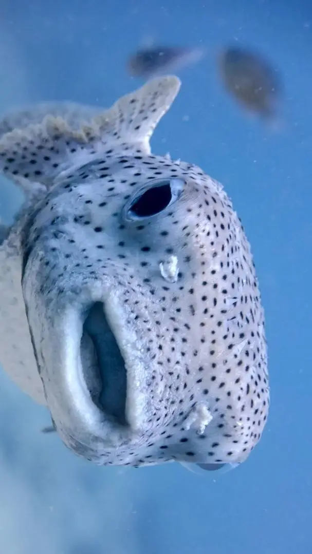 ai character: Fish part one  background