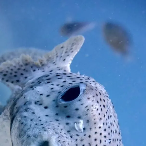 chat with ai character: Fish part one 