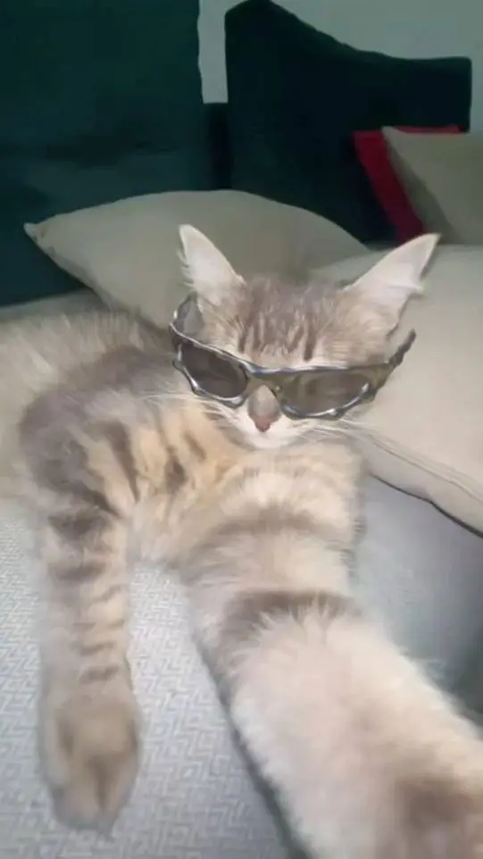 ai character: meow background