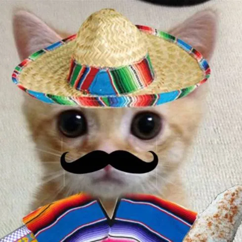 chat with ai character: «Gato Mexi🟩⬜🟥»